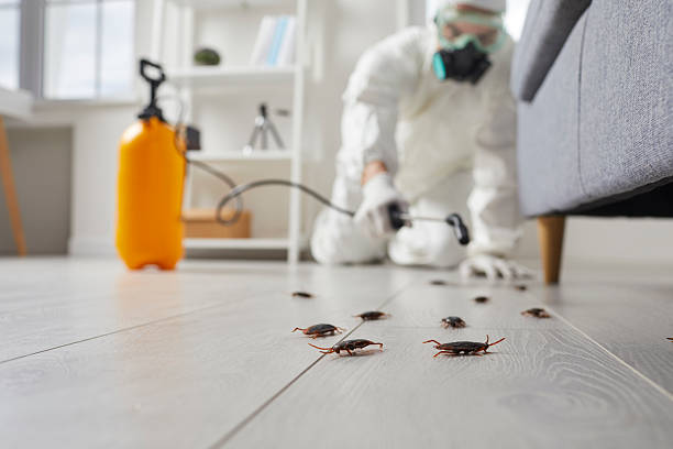 Post-Treatment Bed Bug Interceptor Monitoring in Murfreesboro